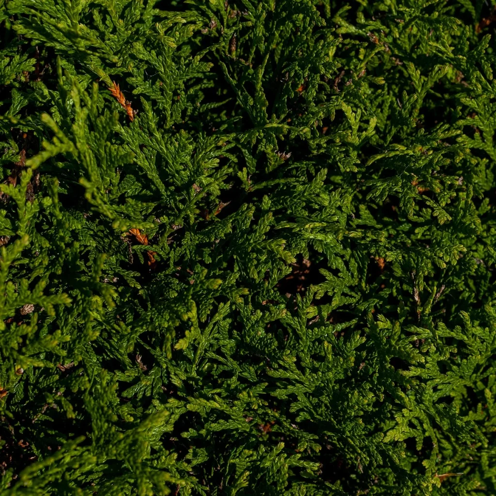 Thuja 3 Litros