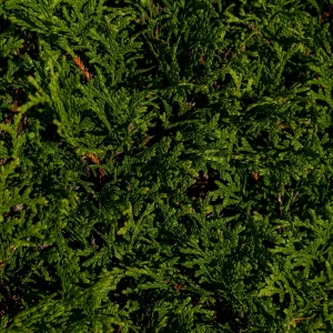 Planta Thuja 3 Litros - Producto de Vivero - imagen representativa de Thuja en Vivero Los Cocos