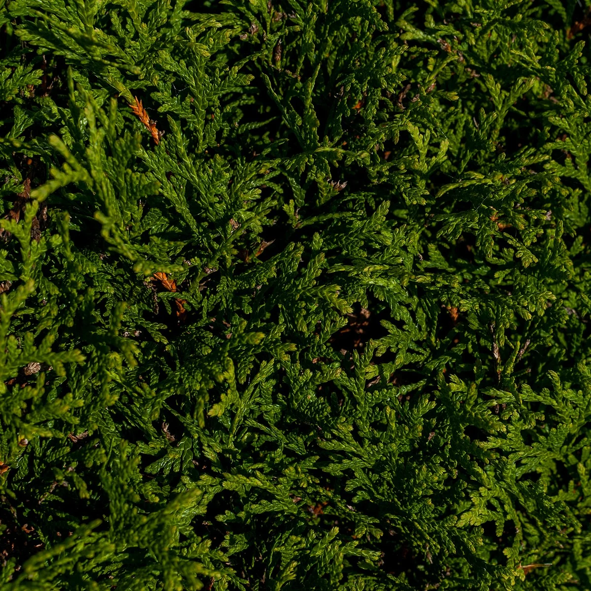 Thuja 3 Litros