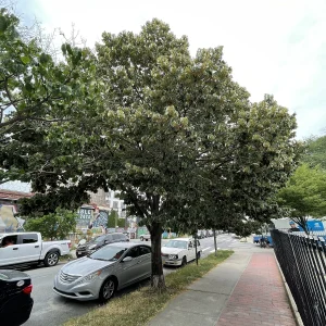 Tilo 15 Litros - Árbol de Sombra - imagen representativa de Tilo en Vivero Los Cocos