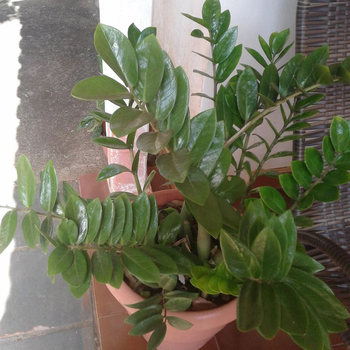 Zamioculca 14 Litros