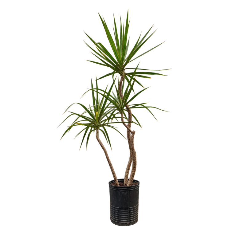 Dracaena marginata 3 troncos, 7 litros — altura 1,40 m