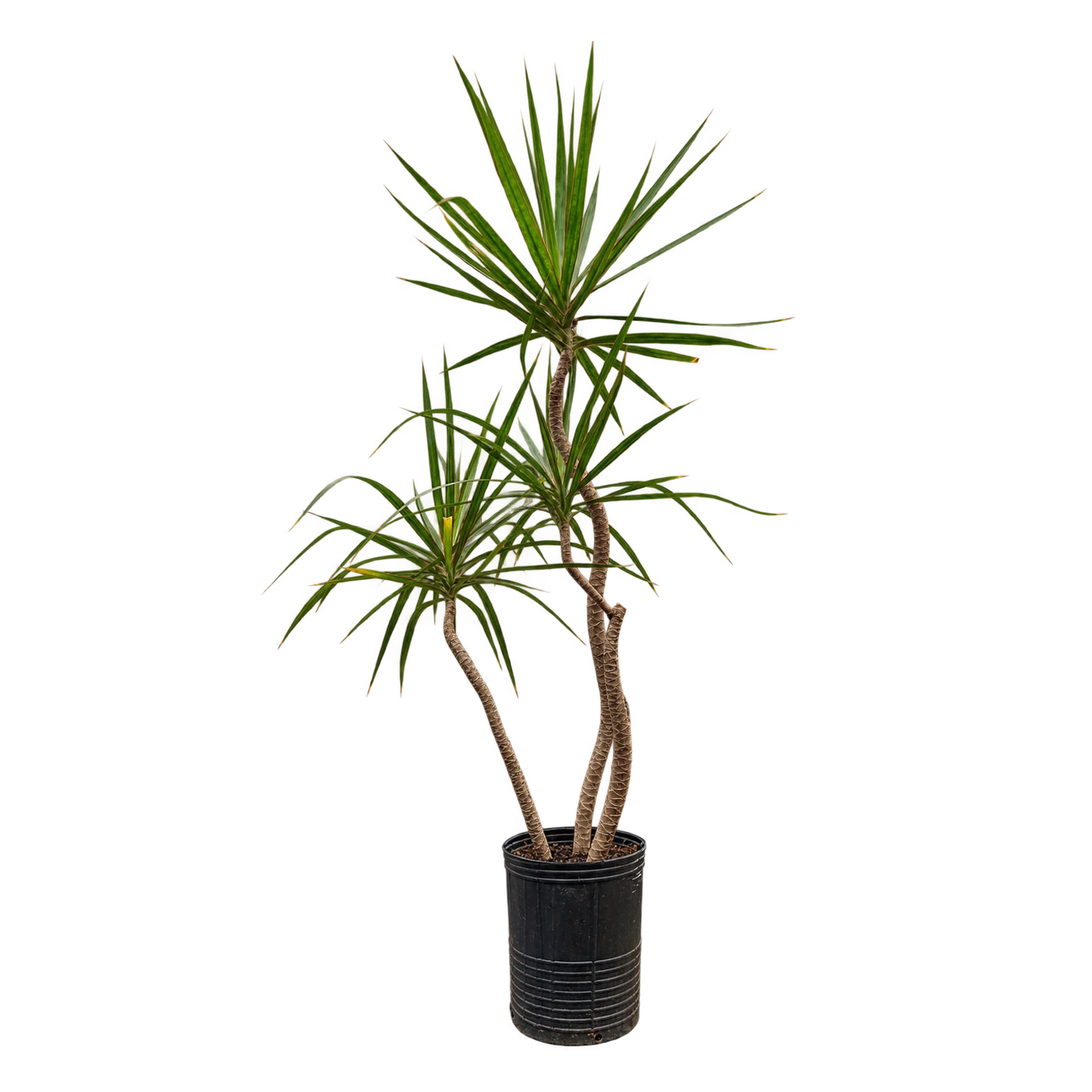 Dracaena marginata 3 troncos, 7 litros — altura 1,40 m en Vivero Los Cocos, Godoy Cruz, Mendoza