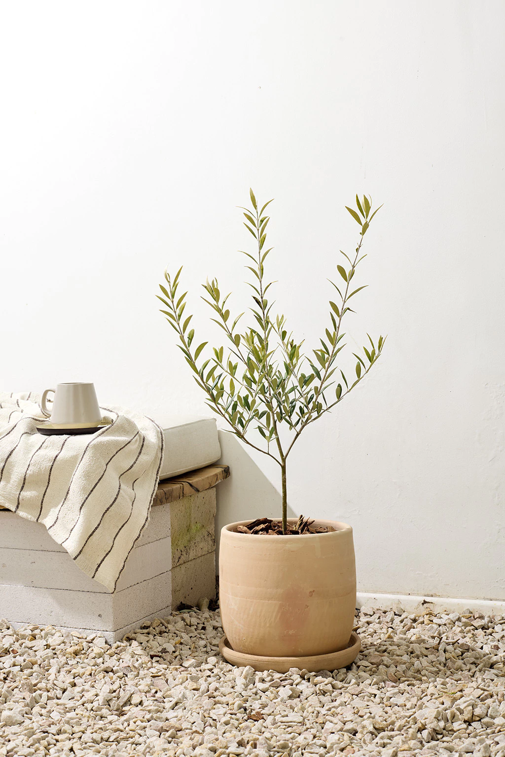 Olivo 20 Litros - Árbol Frutal en Vivero Los Cocos