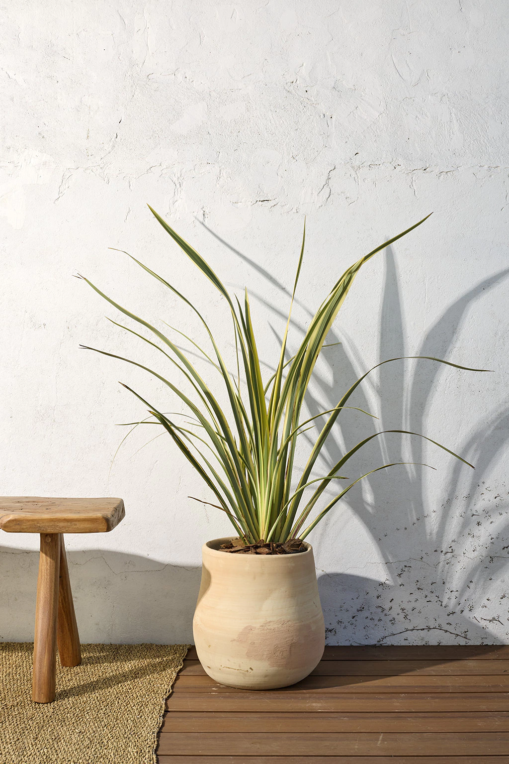 Arbusto Forau 10 Litros - Producto de Vivero en Vivero Los Cocos