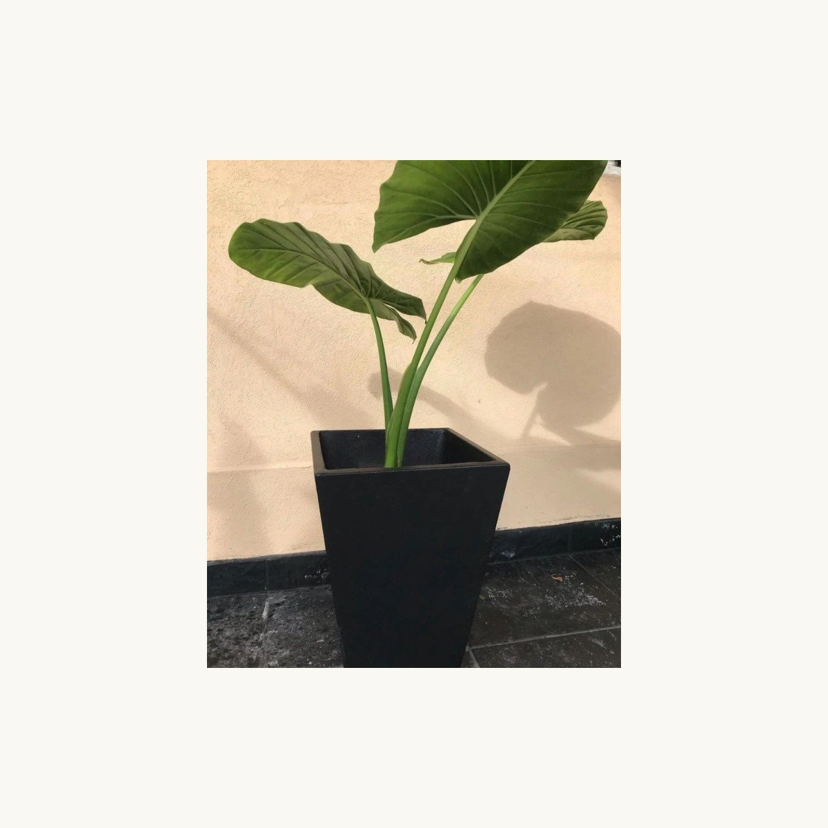 Maceta de cemento Piramidal 60×50×35 cm — maceta de cemento en Vivero Los Cocos