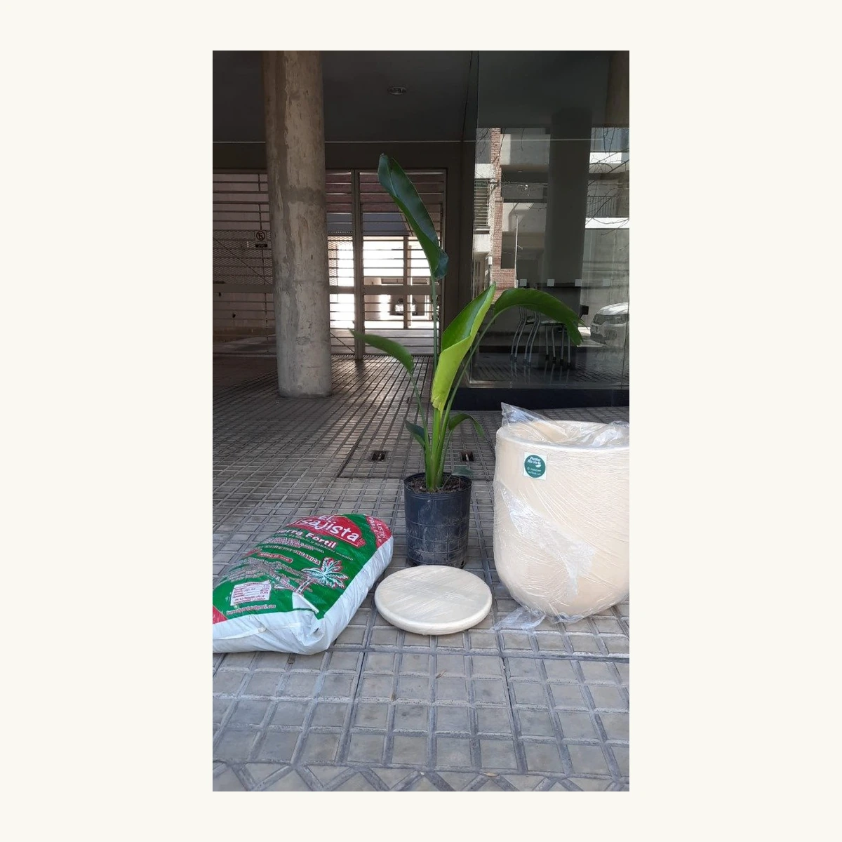 Maceta de cemento Salteña 55×50×36 cm — maceta de cemento en Vivero Los Cocos