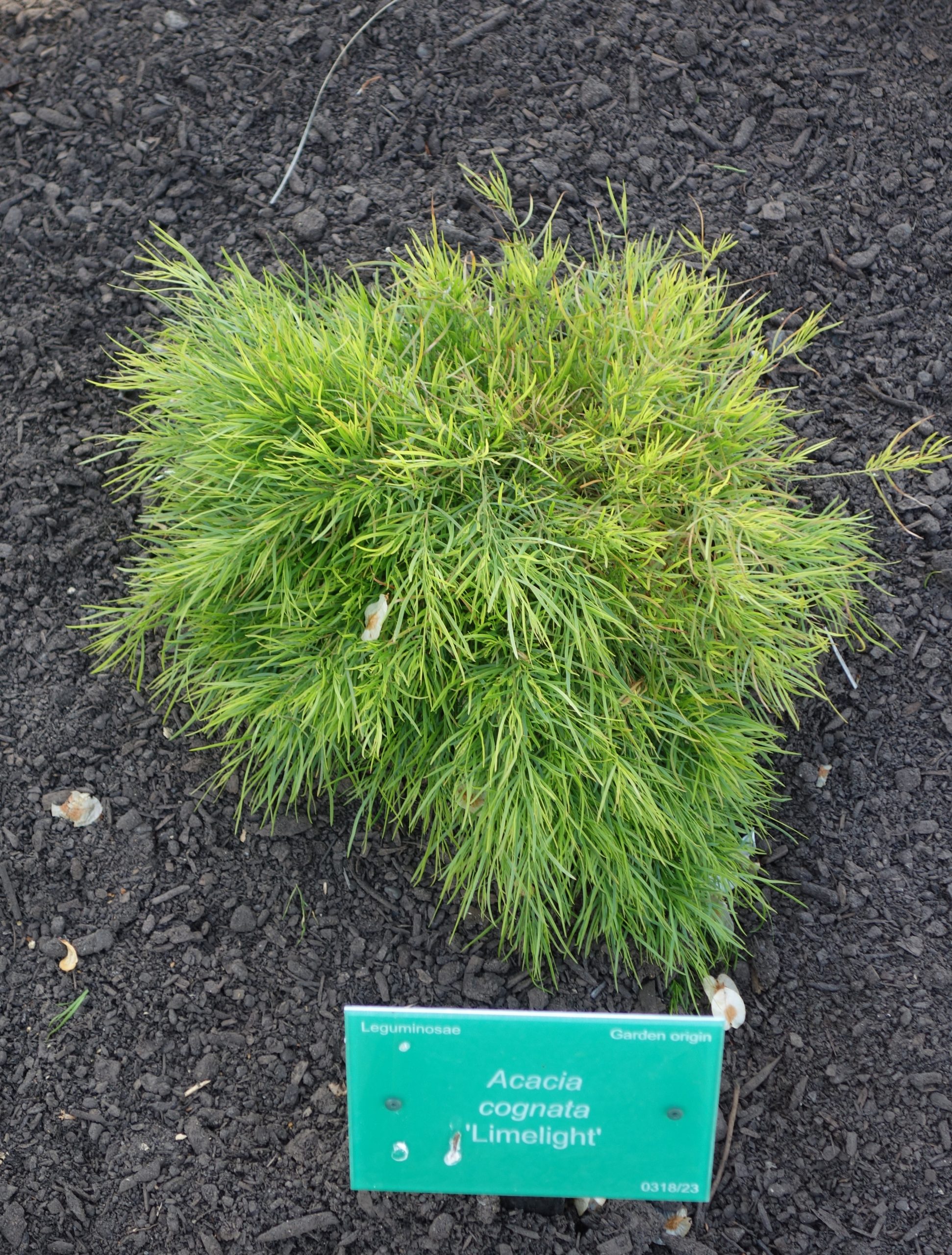Planta Acacons 15 Litros - Producto de Vivero en Vivero Los Cocos