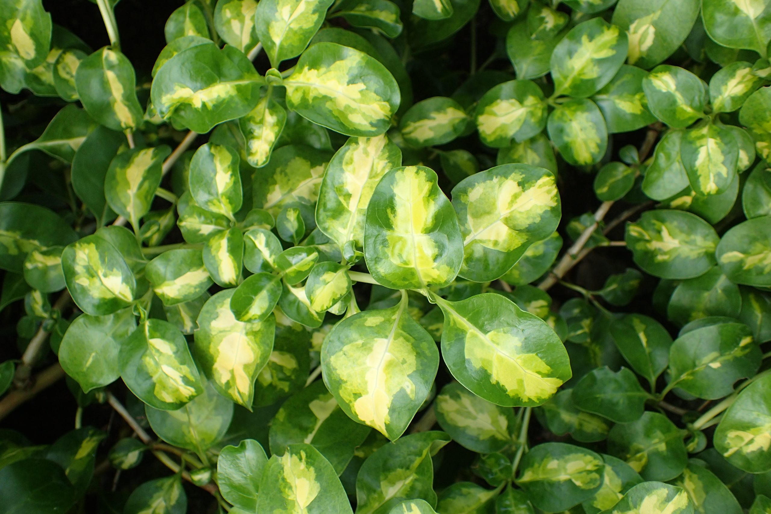 Planta Copro 3 Litros - Producto de Vivero en Vivero Los Cocos