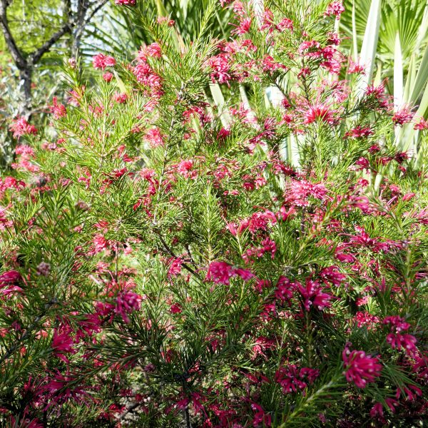 Grevillea 4 Litros