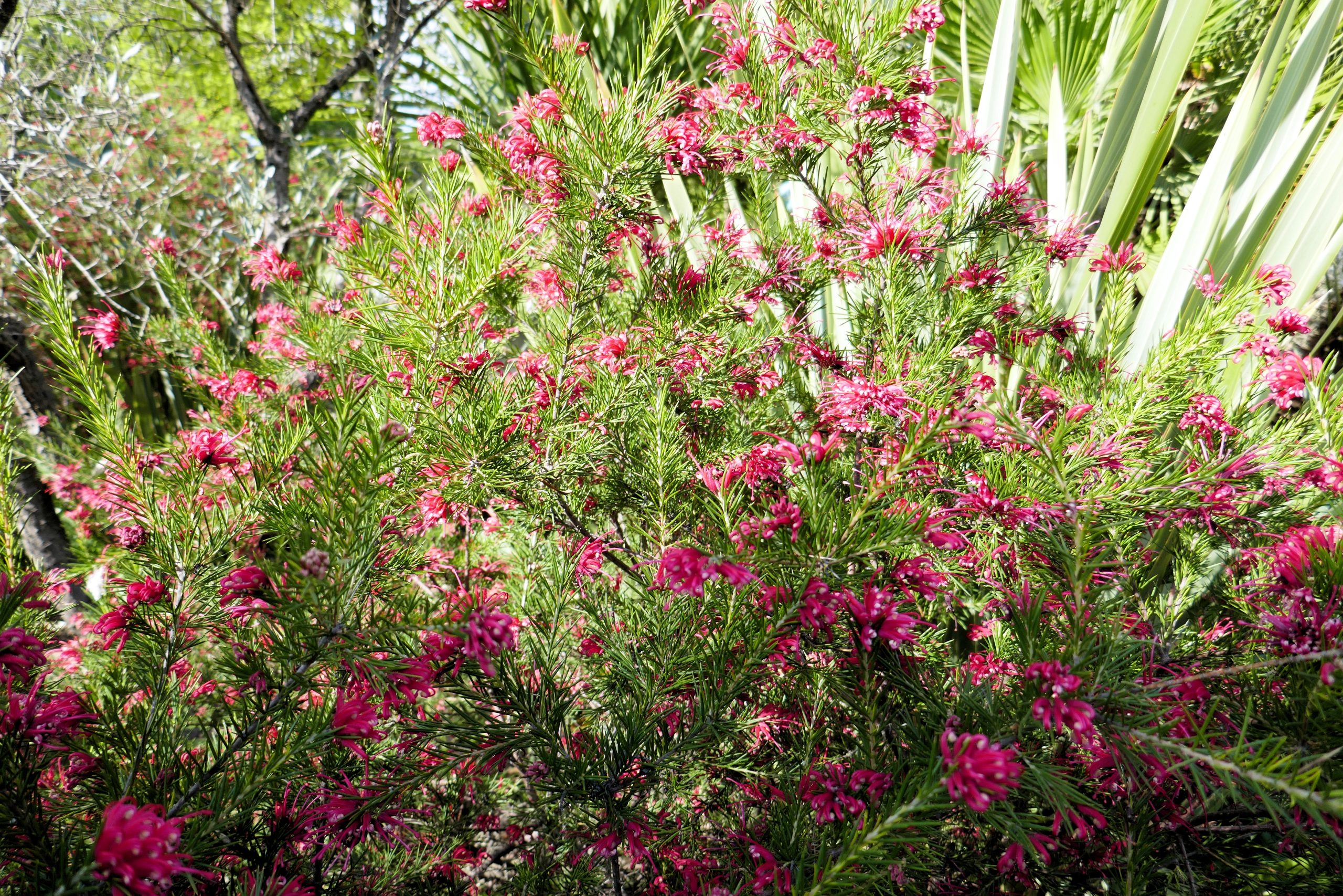 Planta Grata 4 Litros - Producto de Vivero en Vivero Los Cocos