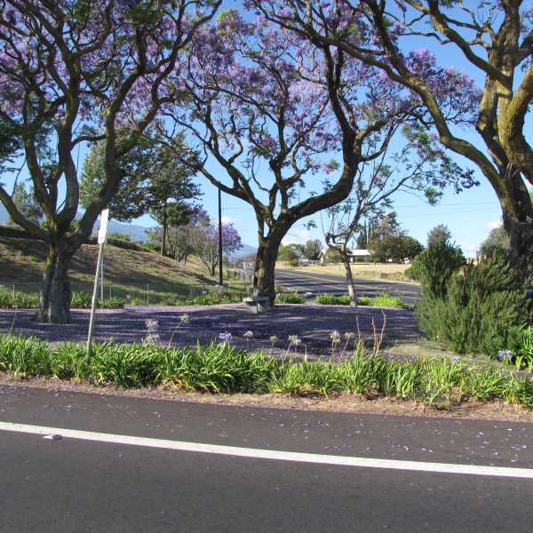 Jacarandá 15 Litros