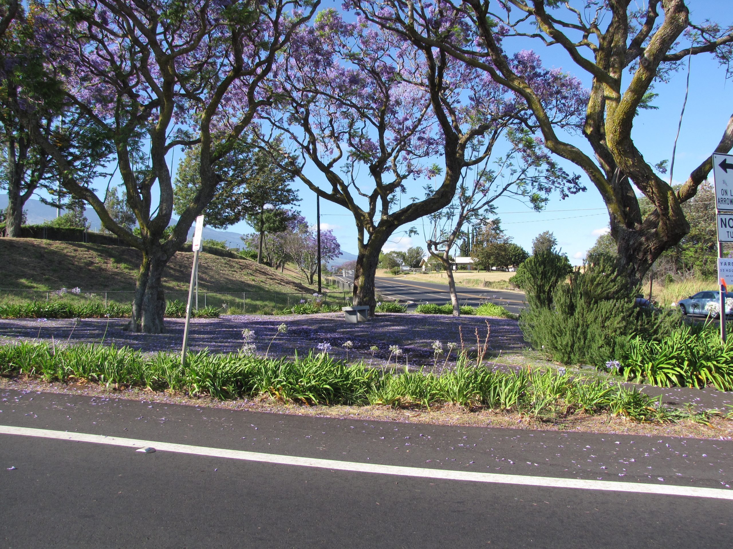 Árbol Jaca 15 Litros - Producto de Vivero en Vivero Los Cocos