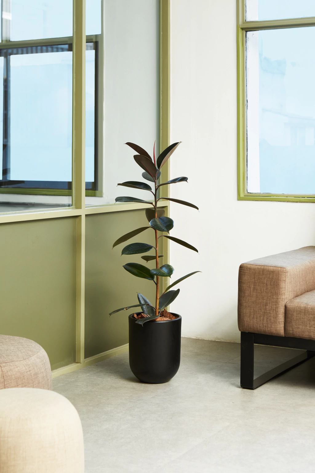Planta Ficngde 3 Litros - Producto de Vivero en Vivero Los Cocos