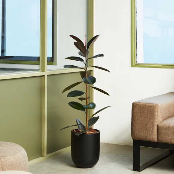 Ficus elastica 3 Litros