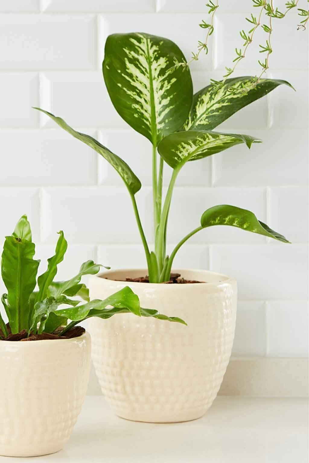 Planta Diefmarm 12 Litros - Producto de Vivero en Vivero Los Cocos