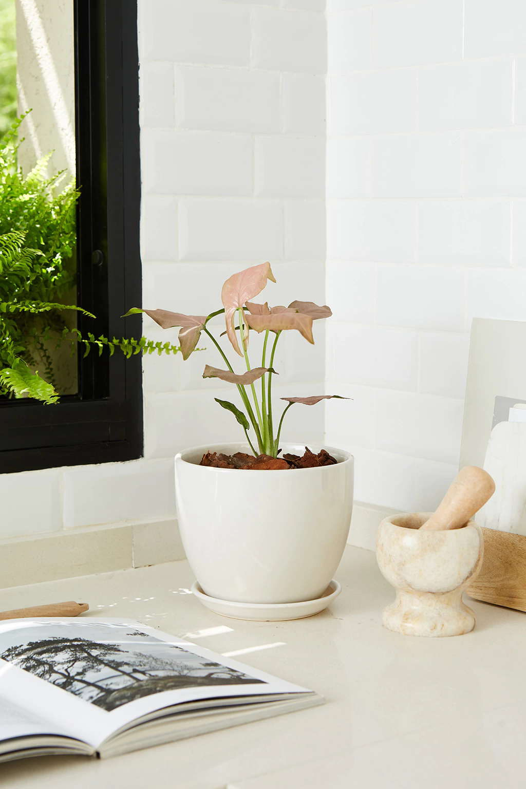 Planta Synverm 12 Litros - Producto de Vivero en Vivero Los Cocos