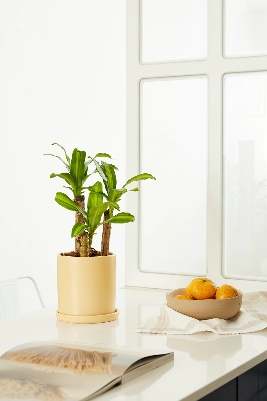 Dracena 12 Litros - Planta de Interior en Vivero Los Cocos