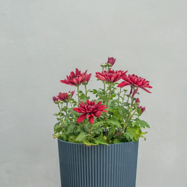 Milan 20 cm