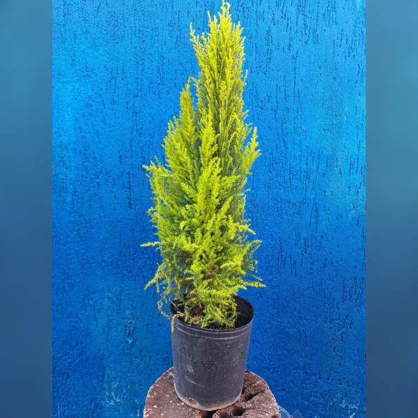 Ciprés Lemon 3 Litros