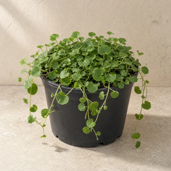 Dichondra