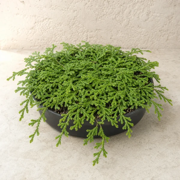 Lycopodium