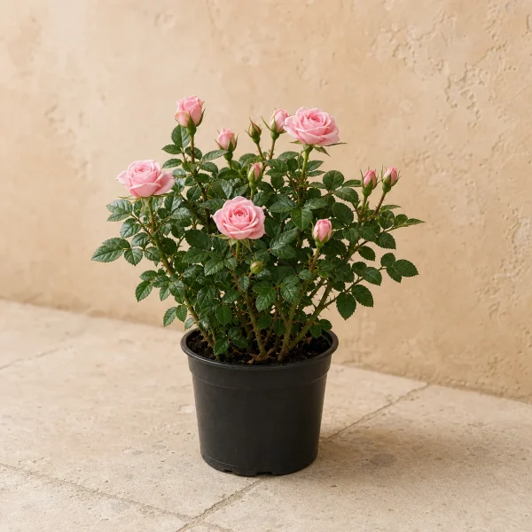 Rosas mini