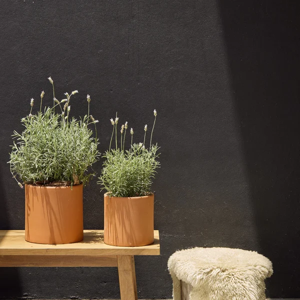 Lavanda / similar