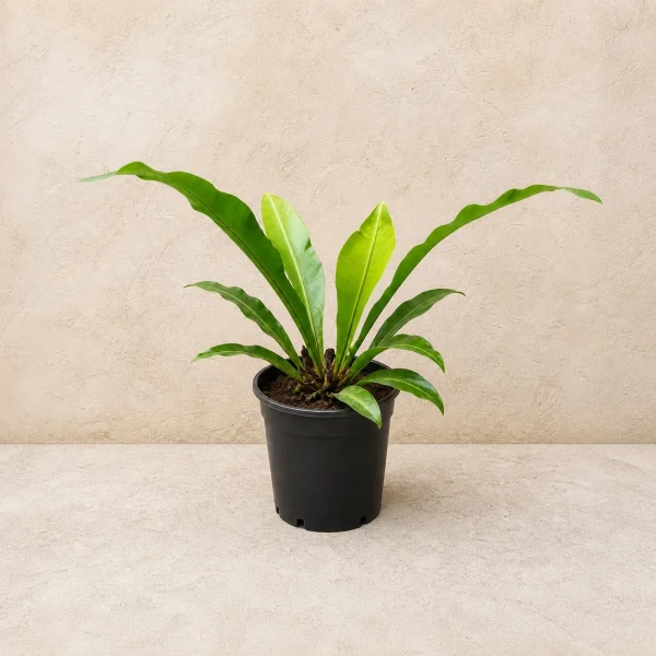 Helecho / planta chica