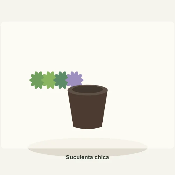 Suculenta chica