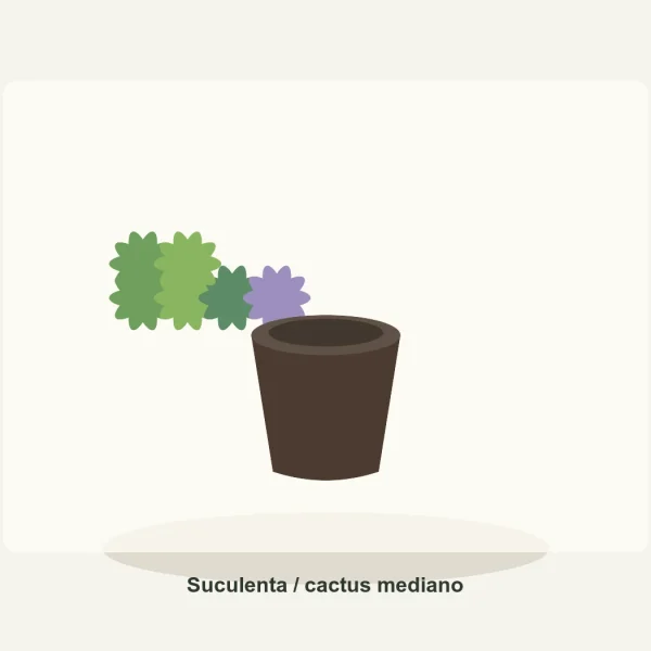 Suculenta / cactus mediano