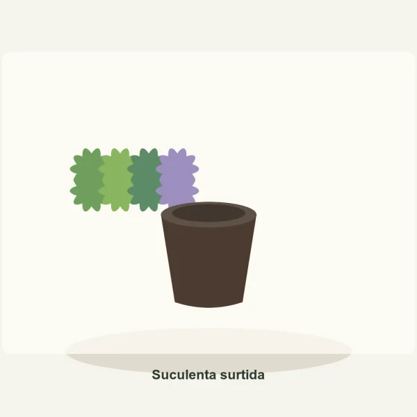 Suculenta surtida