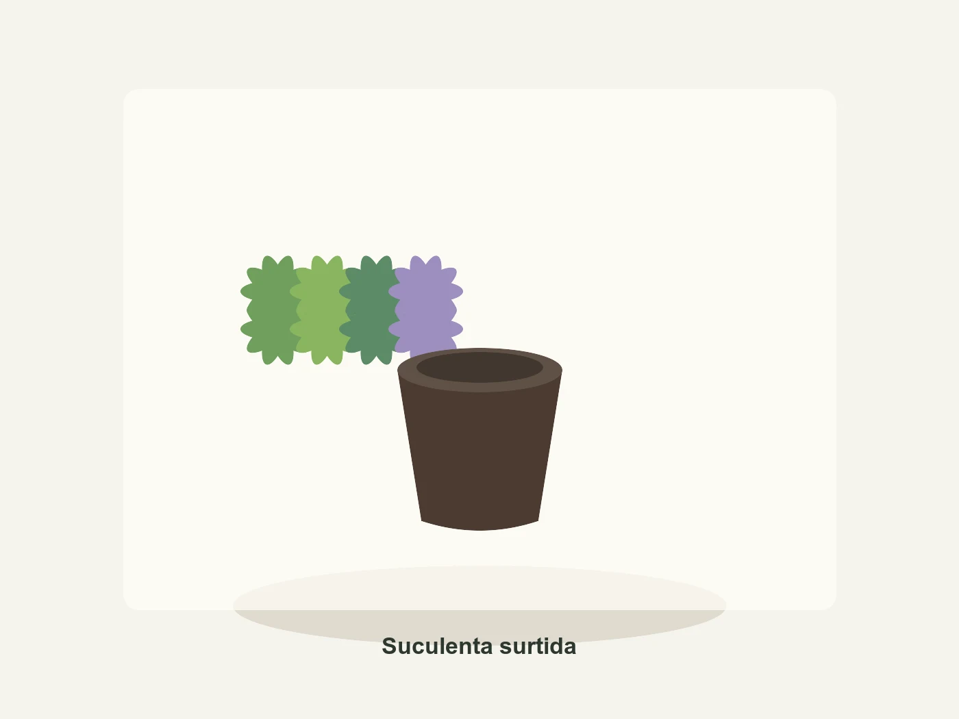 Suculenta surtida en Vivero Los Cocos
