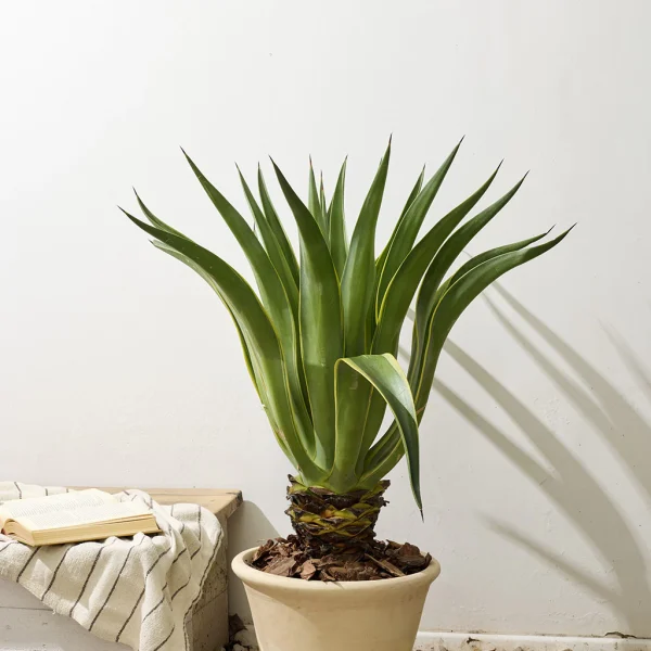 Agave / suculenta grande