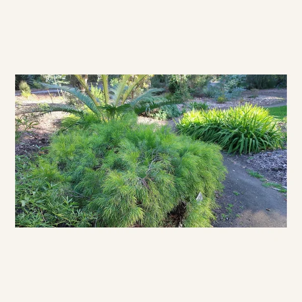 Acacia / similar