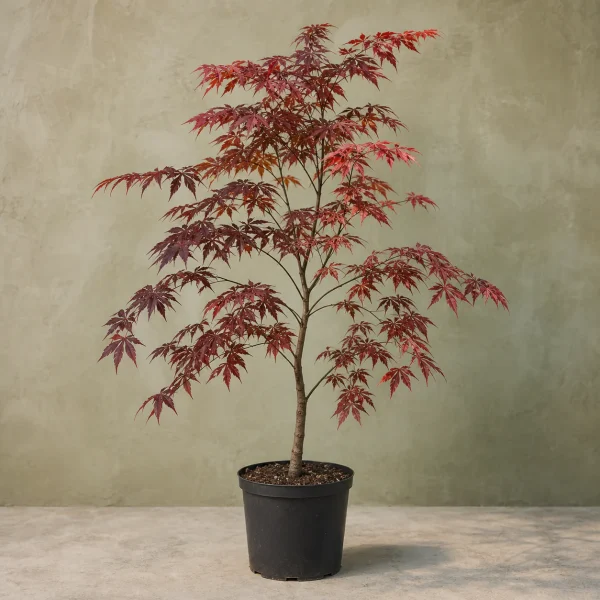 Acer palmatum