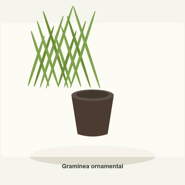 Gramínea ornamental