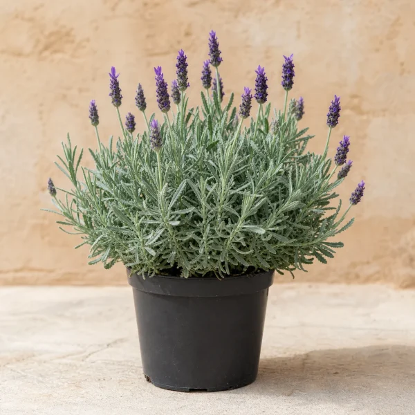 Lavanda dentada