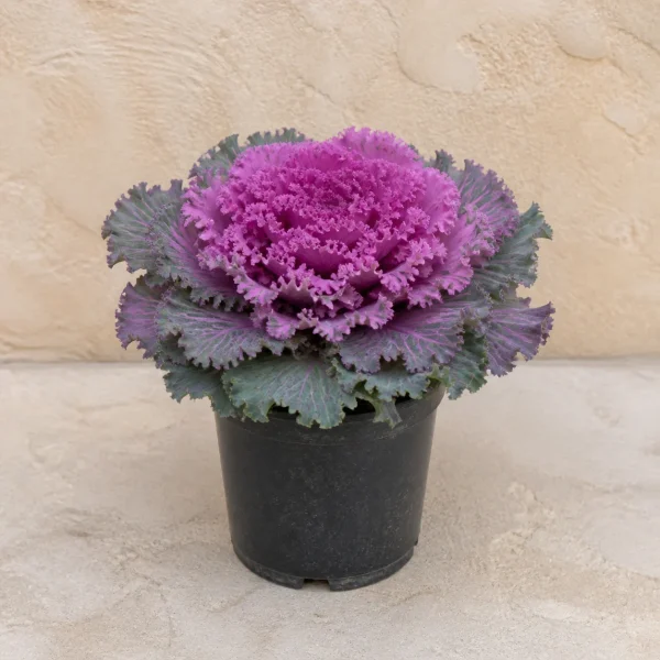 Repollo ornamental