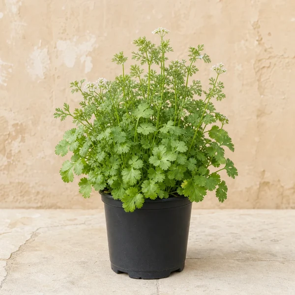 Cilantro