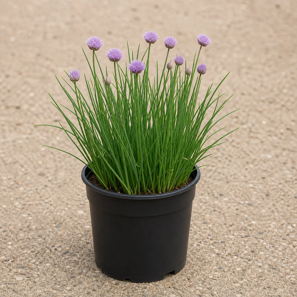 Ciboulette de hojas tubulares y flores lila en maceta de vivero
