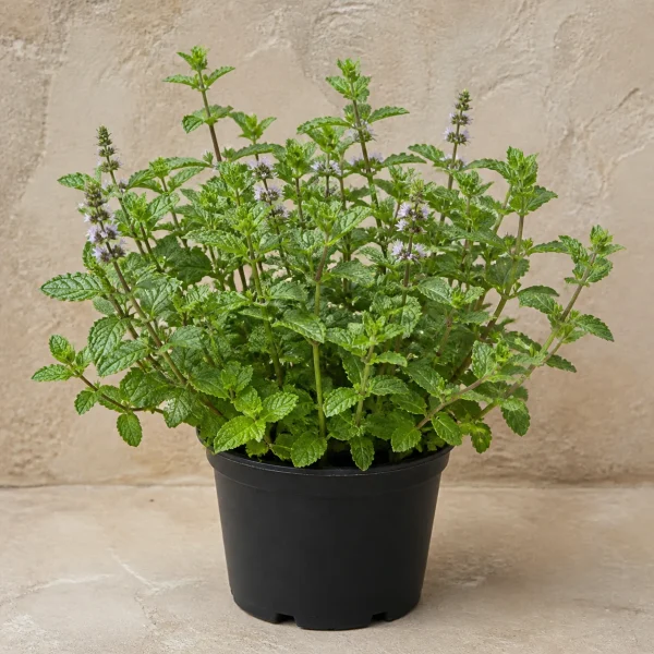 Menta