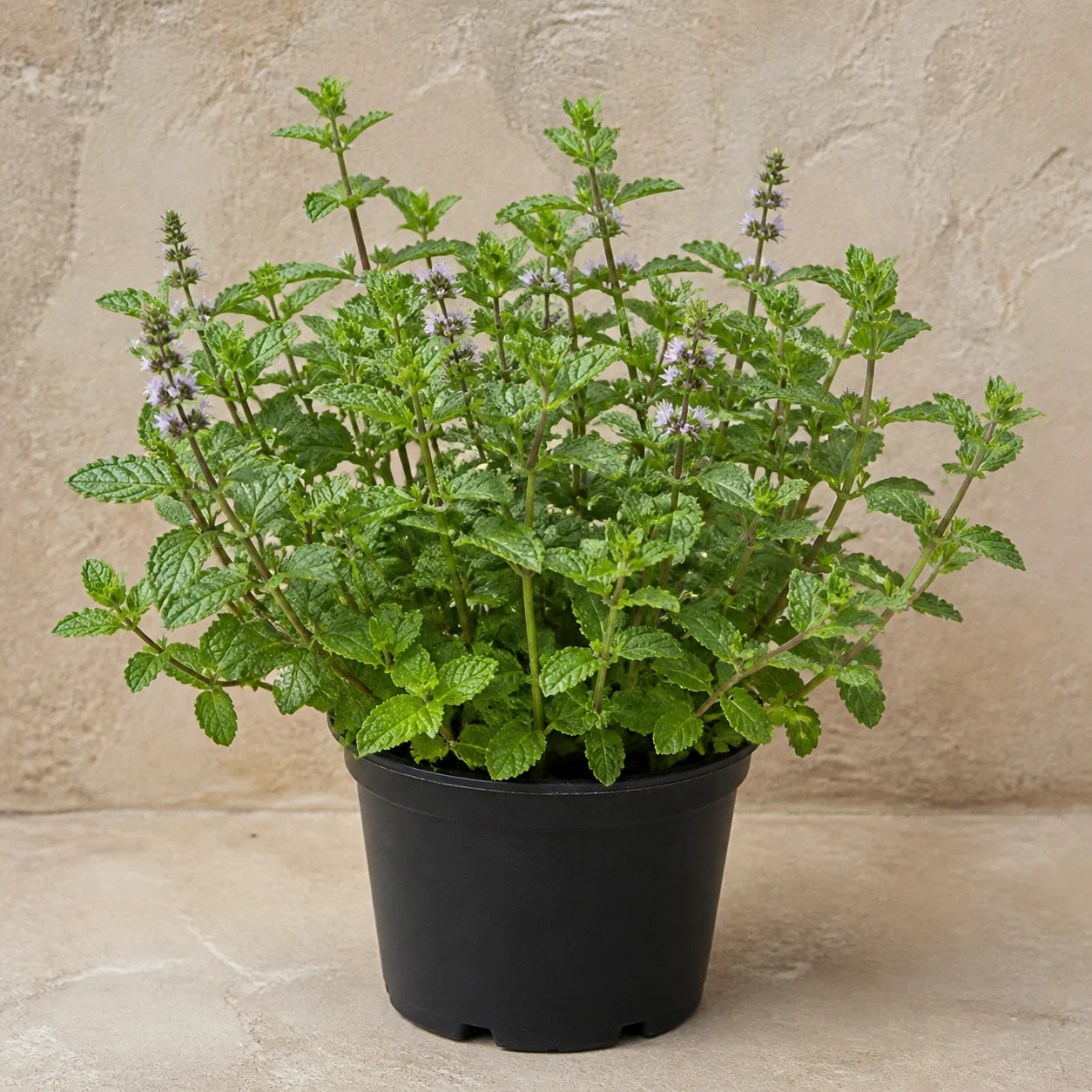 Menta aromática de hojas dentadas y flores lila en maceta de vivero