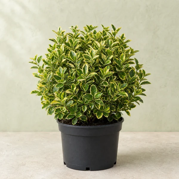 Evónimo amarillo / arbusto variegado