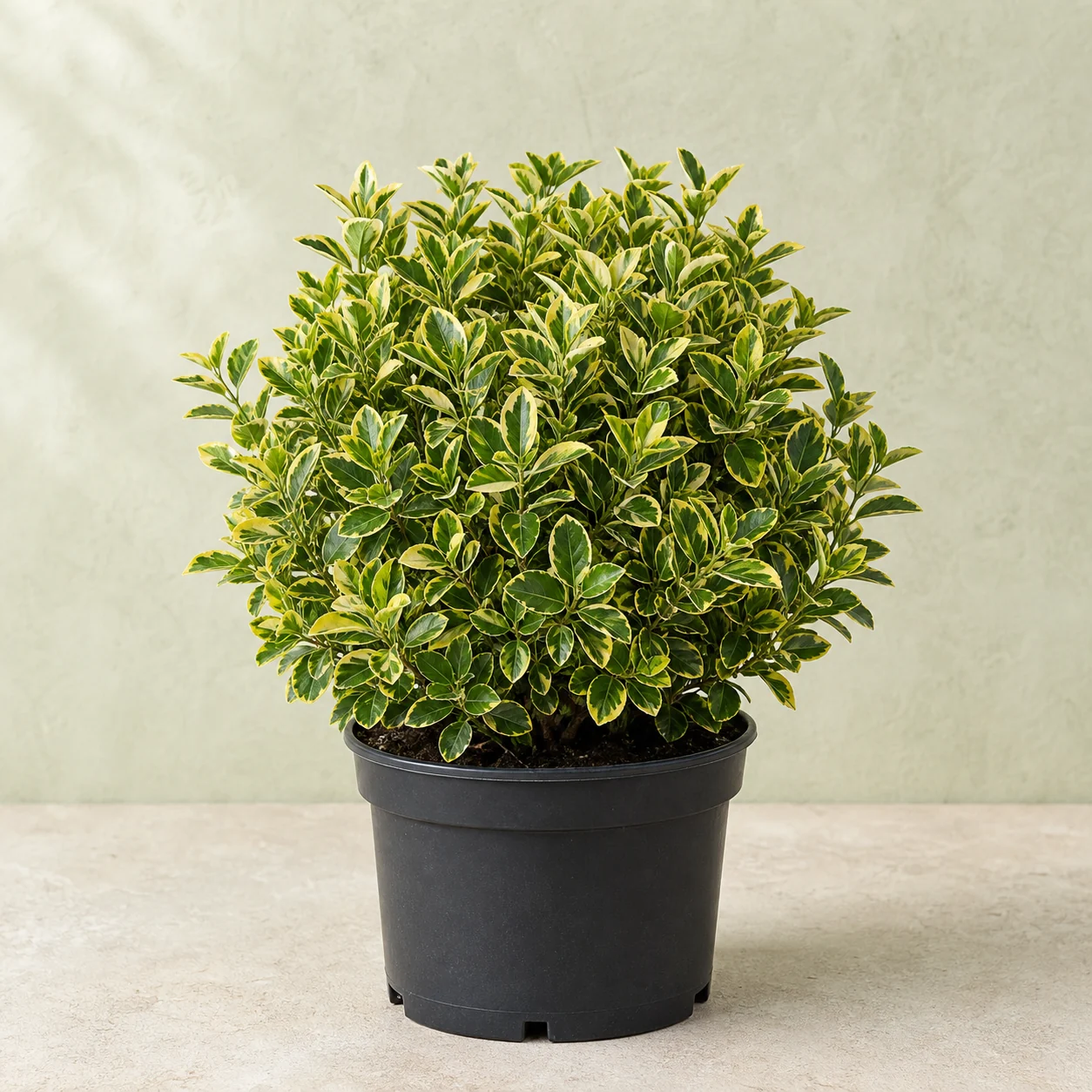 Evónimo amarillo variegado en maceta de vivero