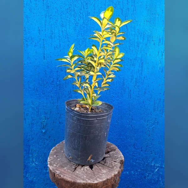 Evónimo amarillo 3 Litros