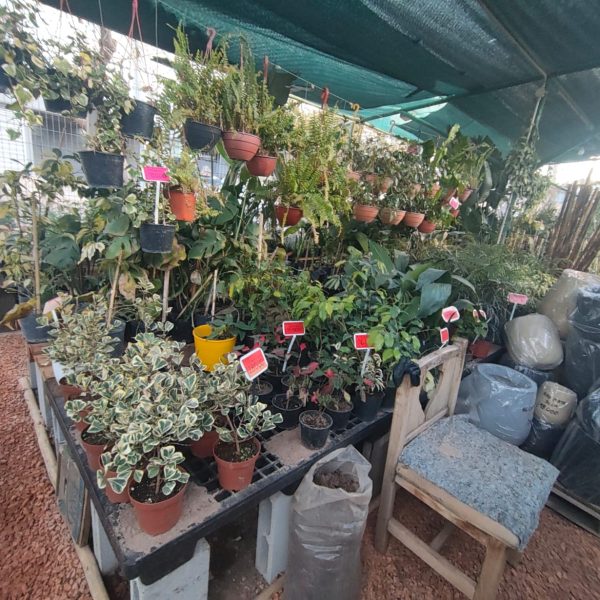 Planta interior variegada