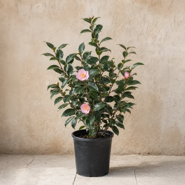 Camelia / arbusto flor