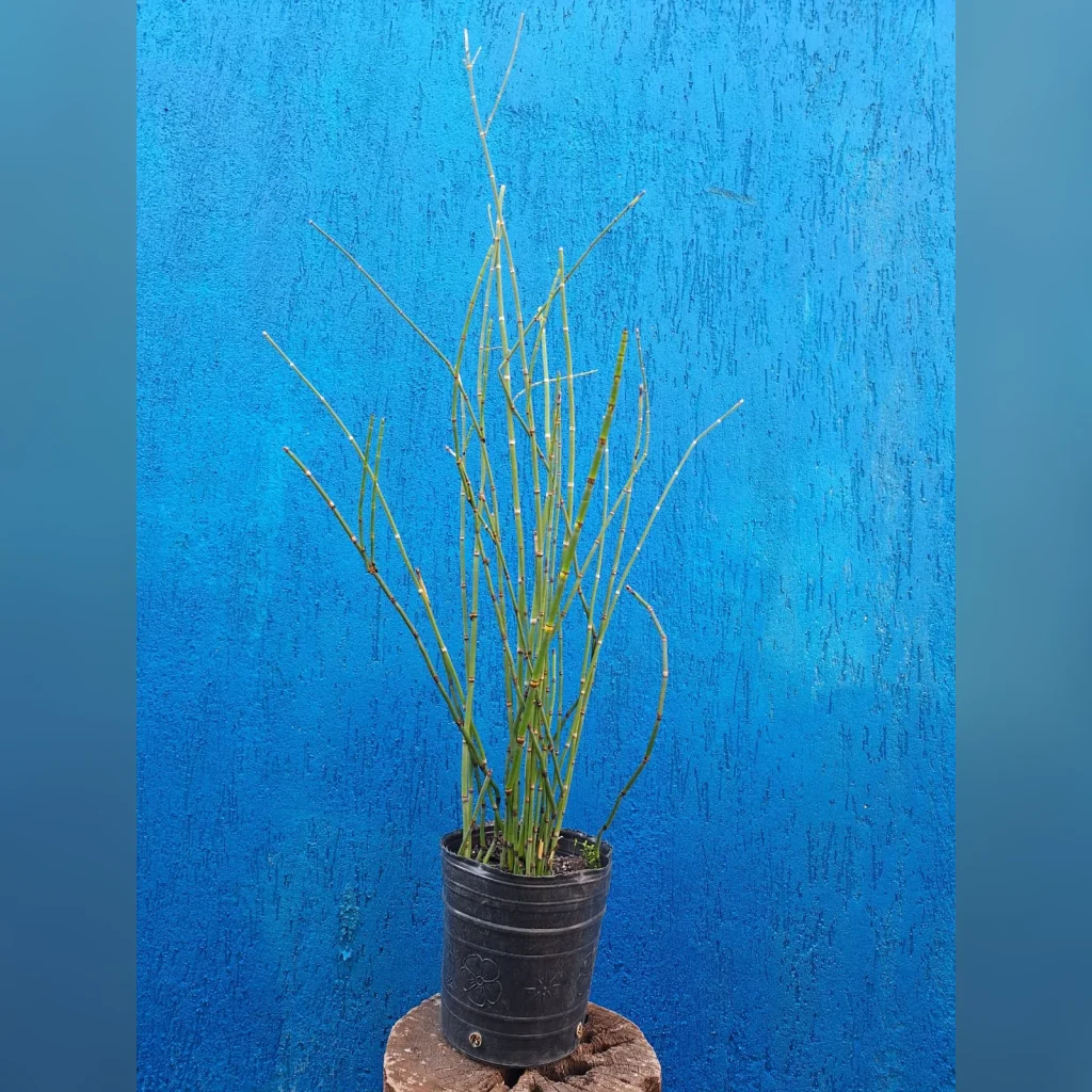 Equisetum hyemale 3 Litros
