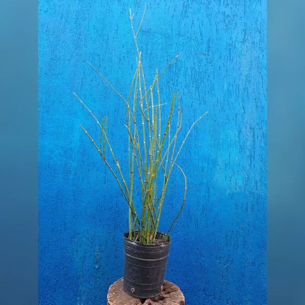 Equisetum hyemale 3 Litros